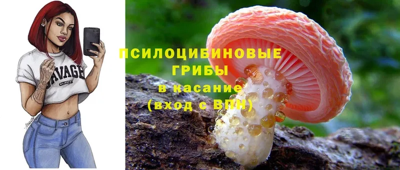 где найти наркотики  Пятигорск  Галлюциногенные грибы Psilocybine cubensis 